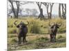 Africa, Zambia. Two Cape Buffalo Males-Jaynes Gallery-Mounted Photographic Print