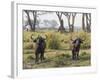 Africa, Zambia. Two Cape Buffalo Males-Jaynes Gallery-Framed Photographic Print