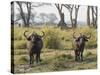 Africa, Zambia. Two Cape Buffalo Males-Jaynes Gallery-Stretched Canvas