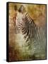 Africa Zebra-Greg Simanson-Framed Stretched Canvas