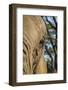 Africa, Zimbabwe. Close-Up of Elephant's Eye-Jaynes Gallery-Framed Photographic Print