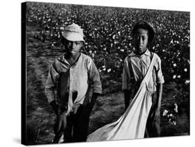 African American Children - Are Cotton Pickers Pulling Sacks Along Behind Them as They Pick Cotton-Ben Shahn-Stretched Canvas