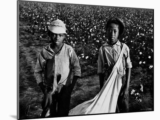 African American Children - Are Cotton Pickers Pulling Sacks Along Behind Them as They Pick Cotton-Ben Shahn-Mounted Photographic Print