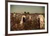 African American Day Laborers Picking Cotton Near Clarksdale, Mississippi, November 1939-Marion Post Wolcott-Framed Premium Giclee Print