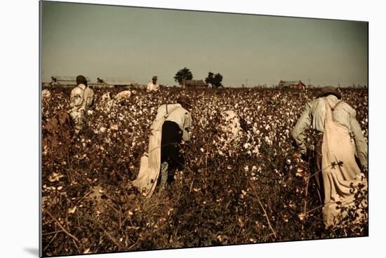 African American Day Laborers Picking Cotton Near Clarksdale, Mississippi, November 1939-Marion Post Wolcott-Mounted Premium Giclee Print