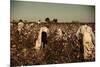 African American Day Laborers Picking Cotton Near Clarksdale, Mississippi, November 1939-Marion Post Wolcott-Mounted Premium Giclee Print