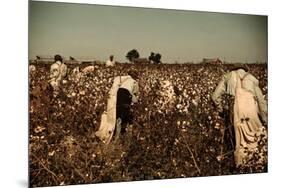 African American Day Laborers Picking Cotton Near Clarksdale, Mississippi, November 1939-Marion Post Wolcott-Mounted Premium Giclee Print