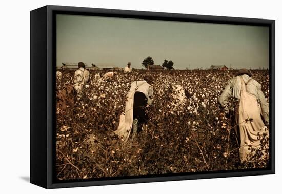 African American Day Laborers Picking Cotton Near Clarksdale, Mississippi, November 1939-Marion Post Wolcott-Framed Stretched Canvas