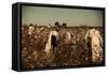 African American Day Laborers Picking Cotton Near Clarksdale, Mississippi, November 1939-Marion Post Wolcott-Framed Stretched Canvas