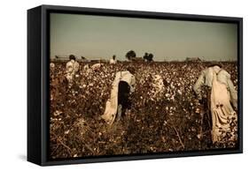 African American Day Laborers Picking Cotton Near Clarksdale, Mississippi, November 1939-Marion Post Wolcott-Framed Stretched Canvas