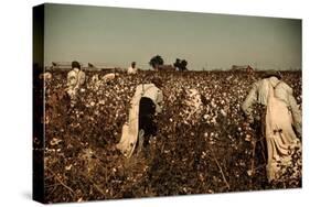 African American Day Laborers Picking Cotton Near Clarksdale, Mississippi, November 1939-Marion Post Wolcott-Stretched Canvas