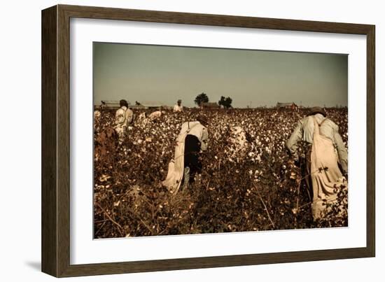 African American Day Laborers Picking Cotton Near Clarksdale, Mississippi, November 1939-Marion Post Wolcott-Framed Art Print