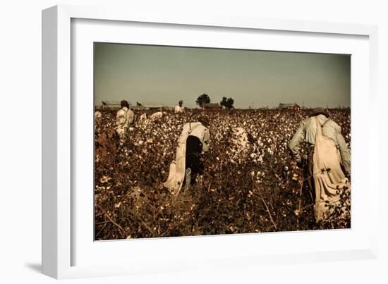 African American Day Laborers Picking Cotton Near Clarksdale, Mississippi, November 1939-Marion Post Wolcott-Framed Art Print