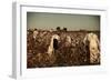 African American Day Laborers Picking Cotton Near Clarksdale, Mississippi, November 1939-Marion Post Wolcott-Framed Art Print