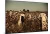 African American Day Laborers Picking Cotton Near Clarksdale, Mississippi, November 1939-Marion Post Wolcott-Mounted Art Print