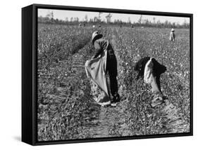 African American Farm Workers Picking Cotton-Grey Villet-Framed Stretched Canvas