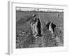 African American Farm Workers Picking Cotton-Grey Villet-Framed Photographic Print