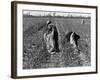 African American Farm Workers Picking Cotton-Grey Villet-Framed Photographic Print