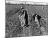 African American Farm Workers Picking Cotton-Grey Villet-Mounted Photographic Print