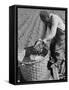 African American Farmer Planting Cotton in a Plowed Field in Butler County, Alabama, April 1941-null-Framed Stretched Canvas