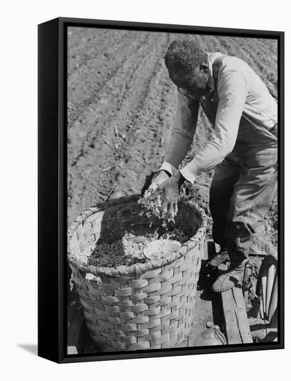 African American Farmer Planting Cotton in a Plowed Field in Butler County, Alabama, April 1941-null-Framed Stretched Canvas