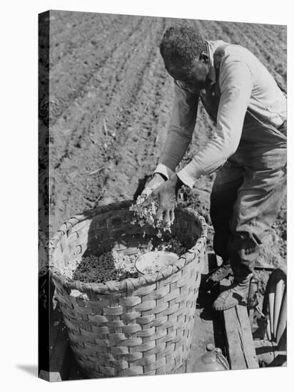 African American Farmer Planting Cotton in a Plowed Field in Butler County, Alabama, April 1941-null-Stretched Canvas