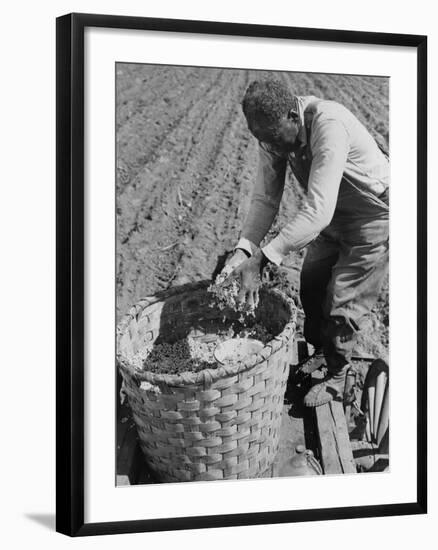 African American Farmer Planting Cotton in a Plowed Field in Butler County, Alabama, April 1941-null-Framed Photo