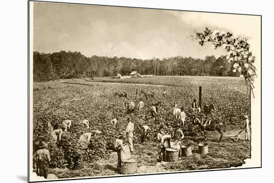 African-American Field-Hands Picking Cotton in the Deep South, c.1890-null-Mounted Giclee Print