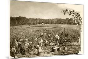 African-American Field-Hands Picking Cotton in the Deep South, c.1890-null-Mounted Giclee Print