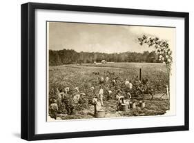 African-American Field-Hands Picking Cotton in the Deep South, c.1890-null-Framed Giclee Print