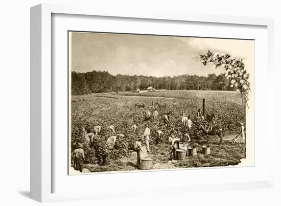 African-American Field-Hands Picking Cotton in the Deep South, c.1890-null-Framed Giclee Print