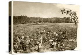 African-American Field-Hands Picking Cotton in the Deep South, c.1890-null-Stretched Canvas