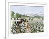 African-American Field-Hands Picking Cotton-null-Framed Giclee Print