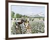 African-American Field-Hands Picking Cotton-null-Framed Giclee Print