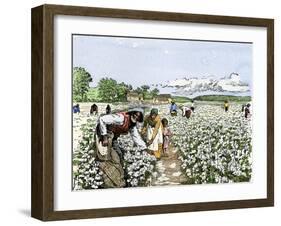 African-American Field-Hands Picking Cotton-null-Framed Giclee Print