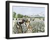 African-American Field-Hands Picking Cotton-null-Framed Giclee Print