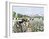 African-American Field-Hands Picking Cotton-null-Framed Giclee Print