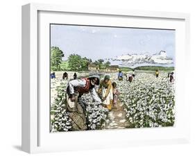 African-American Field-Hands Picking Cotton-null-Framed Giclee Print