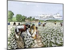African-American Field-Hands Picking Cotton-null-Mounted Giclee Print