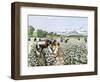 African-American Field-Hands Picking Cotton-null-Framed Giclee Print