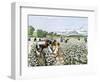 African-American Field-Hands Picking Cotton-null-Framed Giclee Print