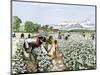 African-American Field-Hands Picking Cotton-null-Mounted Giclee Print