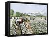 African-American Field-Hands Picking Cotton-null-Framed Stretched Canvas