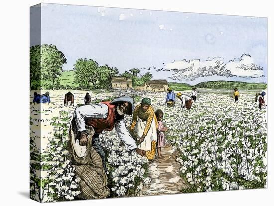 African-American Field-Hands Picking Cotton-null-Stretched Canvas