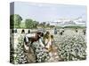 African-American Field-Hands Picking Cotton-null-Stretched Canvas