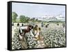 African-American Field-Hands Picking Cotton-null-Framed Stretched Canvas