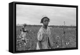 African American Girl Picking Cotton in Arkansas, Oct. 1935-null-Framed Stretched Canvas