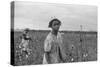 African American Girl Picking Cotton in Arkansas, Oct. 1935-null-Stretched Canvas