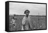 African American Girl Picking Cotton in Arkansas, Oct. 1935-null-Framed Stretched Canvas