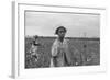 African American Girl Picking Cotton in Arkansas, Oct. 1935-null-Framed Photo